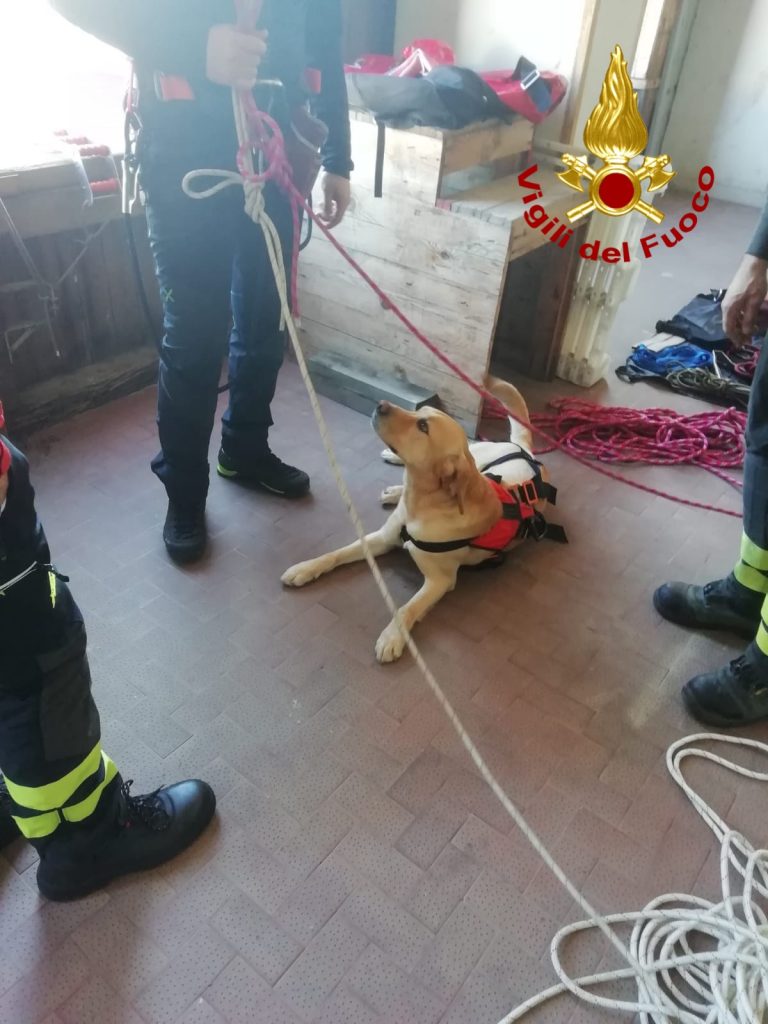 Pompiere Grisù in addestramento: il vigile del fuoco a 4 zampe del Comando Provinciale di Messina 3 grisu 2