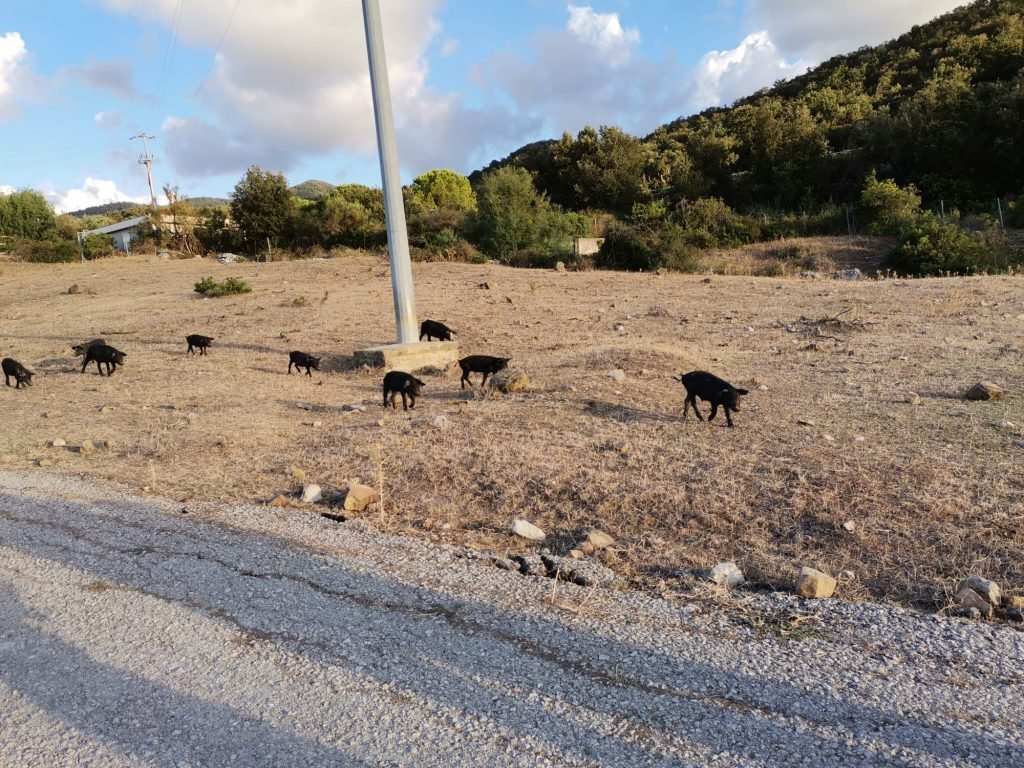 WhatsApp Image 2020 08 25 at 19.29.17