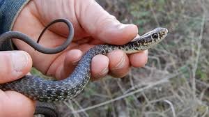 Milazzo: un BIACCO il serpente avvistato, utilissimo ed innocuo si nutre di topi 2 biacco